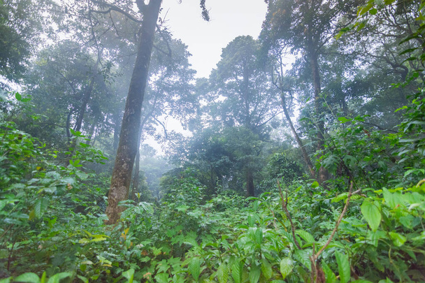 tropical rainforest plants at mon jong international park Chaingmai, Thailand - Photo, image
