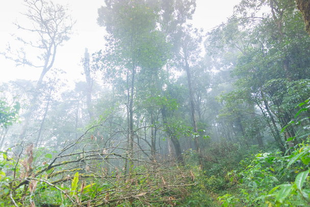 tropical rainforest plants at mon jong international park Chaingmai, Thailand - Φωτογραφία, εικόνα