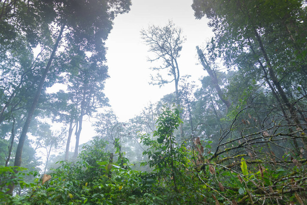 tropical rainforest plants at mon jong international park Chaingmai, Thailand - 写真・画像