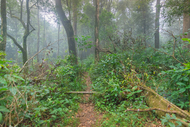 Schmutzweg in tropischen Regenwaldpflanzen im mon jong International Park chaingmai, Thailand - Foto, Bild