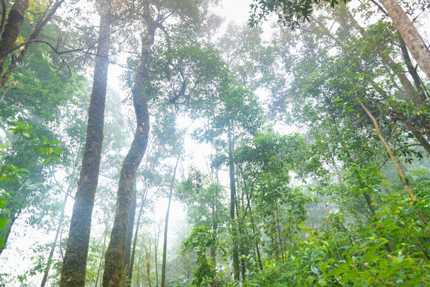 tropical rainforest plants at mon jong international park Chaingmai, Thailand - Fotografie, Obrázek