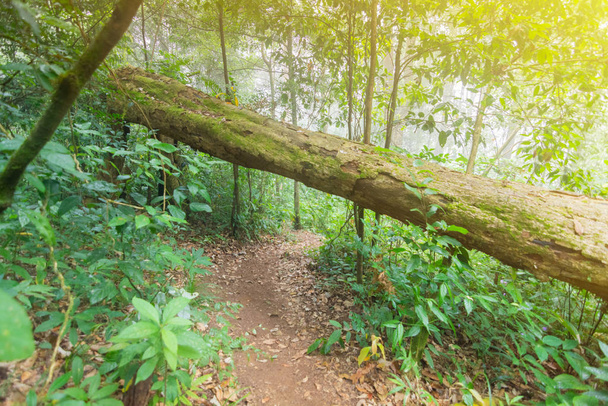 fallen tree in tropical rainforest plants at mon jong international park Chaingmai, Thailand - Foto, Bild