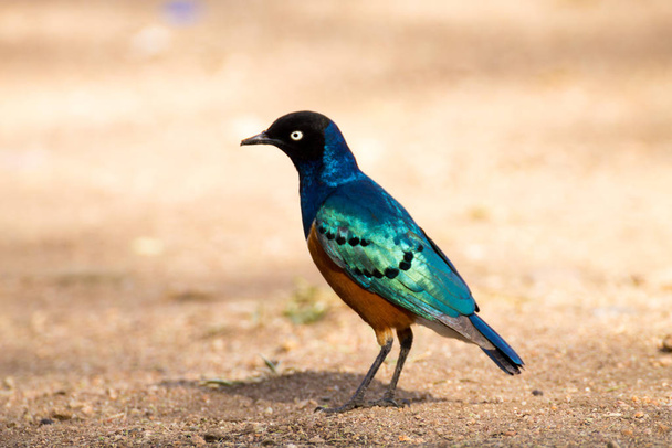素晴らしい鳥たちだセレンゲティ国立公園、タンザニア、アフリカ - 写真・画像