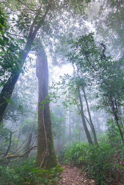 tropical rainforest plants at mon jong international park Chaingmai, Thailand - Foto, Imagem