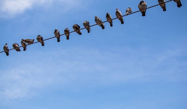 Pigeons perched on wire with sky background - Фото, изображение