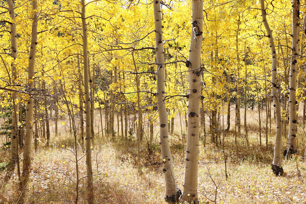 Восени гора Колорадо вкрита барвистими осиковими деревами. - Фото, зображення
