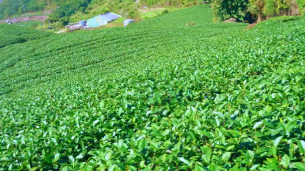 Mooie groene thee gewas tuin rijen scène met blauwe lucht en wolk, ontwerp concept voor de verse thee product achtergrond, 4k, lifestyle. - Video