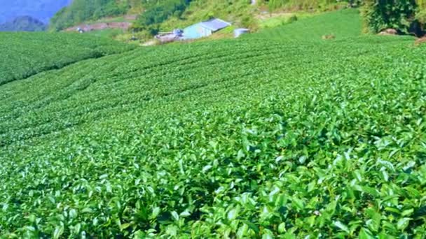 Gyönyörű zöld tea termés kert sorok jelenet kék ég és a felhő, tervezési koncepció a friss tea termék háttér, 4k, életmód. - Felvétel, videó