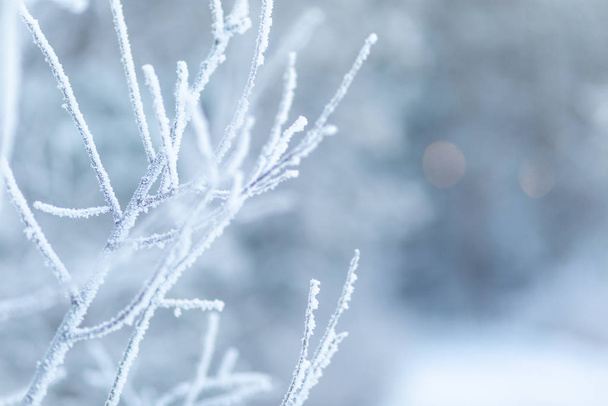 rozen twigs in white hoarfrost against the background of a winter forest, cold winter weather, frost - 写真・画像