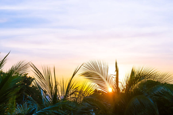 Beau coucher de soleil autour du ciel de palmier avec espace de copie
 - Photo, image