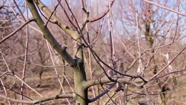 Farmer is pruning branches of fruit trees in orchard using long loppers at early springtime. H.264 video codec - Video