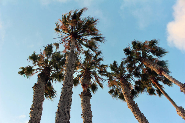 Vista hacia arriba de un pequeño grupo de palmeras tropicales (arecaceae) con fondo de cielo azul
 - Foto, imagen