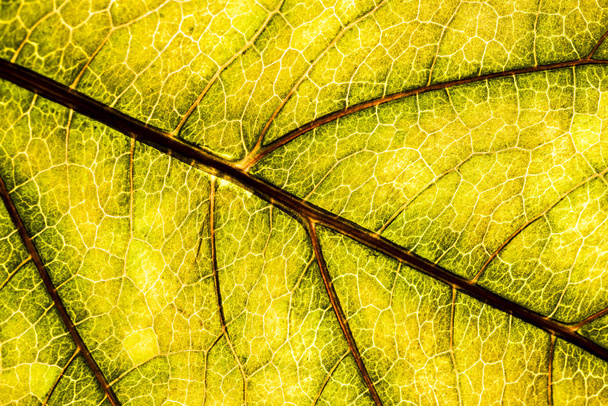 Background image of a leaf of a tree close up. A green leaf of a - Foto, Imagen