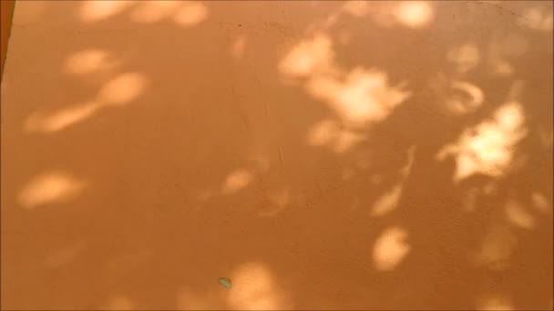 Schatten des Baumes schwankt auf orangefarbener Wand - Filmmaterial, Video