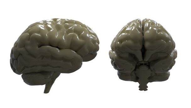 lidský mozek 3d - Fotografie, Obrázek