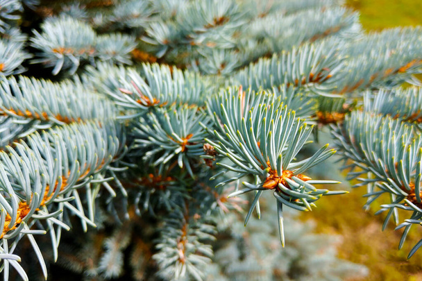 Close-up van Colorado Blauwe sparren boom, Natuur. - Foto, afbeelding