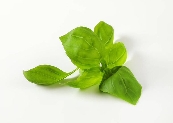 Fresh basil leaves - Фото, изображение