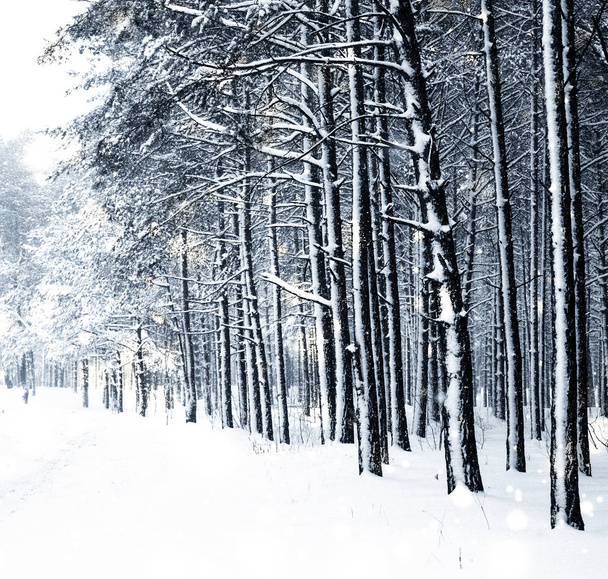 Winter vakantie achtergrond, natuur landschap met glanzende sneeuw en co - Foto, afbeelding