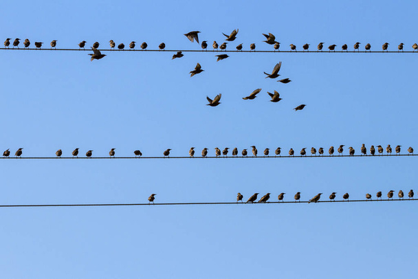 Pájaros en un alambre. - Foto, imagen
