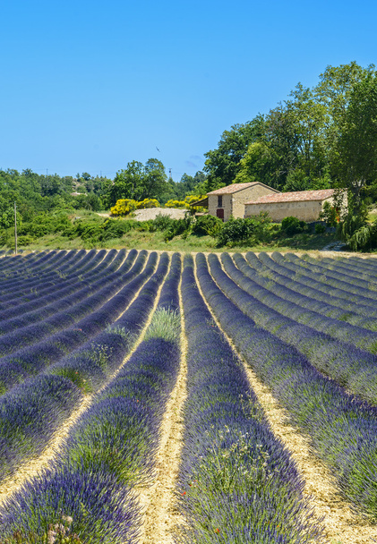 Plateau de Valensole (Provence), lavanda
 - Foto, Imagem