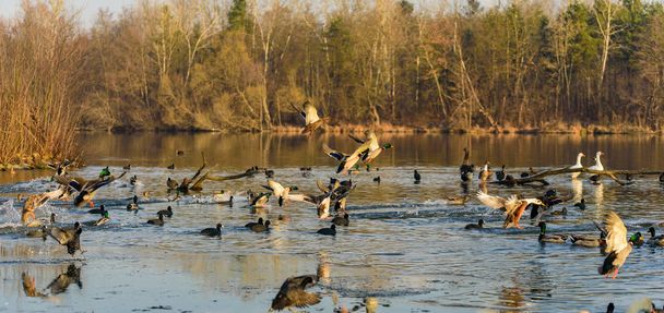 Bir grup ördek kışın donmuş göle iniyor.. - Fotoğraf, Görsel