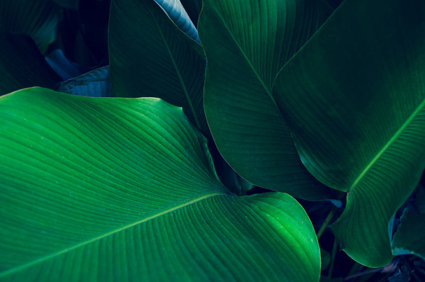 tropical leaves colorful flower on dark tropical foliage nature background dark green foliage nature - Фото, зображення