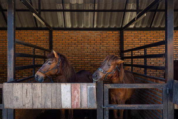Pferde stehen und entspannen im Stall. - Foto, Bild