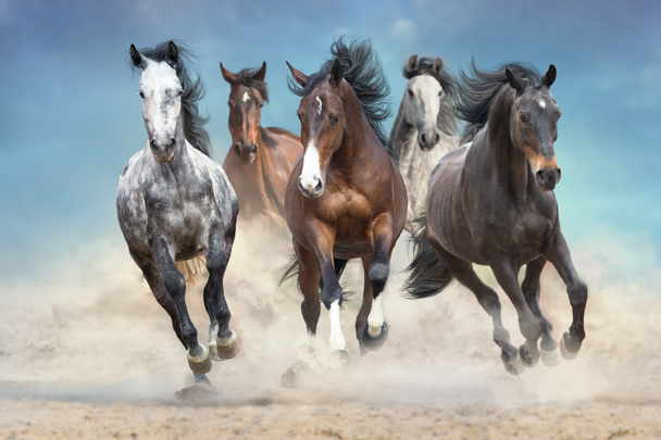 At sürüsü çölde özgürce koşuyor, gökyüzüne karşı. - Fotoğraf, Görsel
