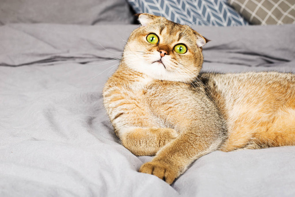 Rood gember Schotse vouw jonge kat op grijze linnen achtergrond. Het concept van favoriete huisdieren in een warme thuiskring. Scandy stijl, minimalisme. Eenvoud, - Foto, afbeelding