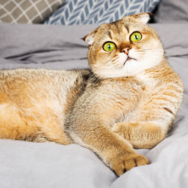 Rood gember Schotse vouw jonge kat op grijze linnen achtergrond. Het concept van favoriete huisdieren in een warme thuiskring. Scandy stijl, minimalisme. Eenvoud, - Foto, afbeelding