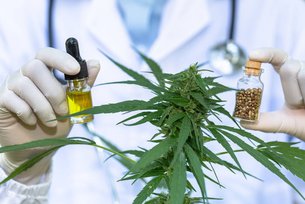 Doctor hand houden cannabis olie, Onderzoek van hennepolie extracten voor - Foto, afbeelding