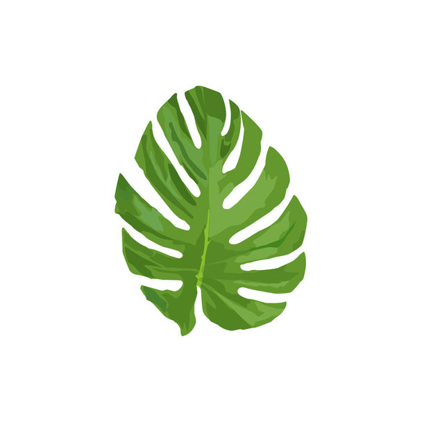 Isolado ilustração vetor folha tropical sobre fundo branco. Folha tropical verde no vetor
 - Vetor, Imagem