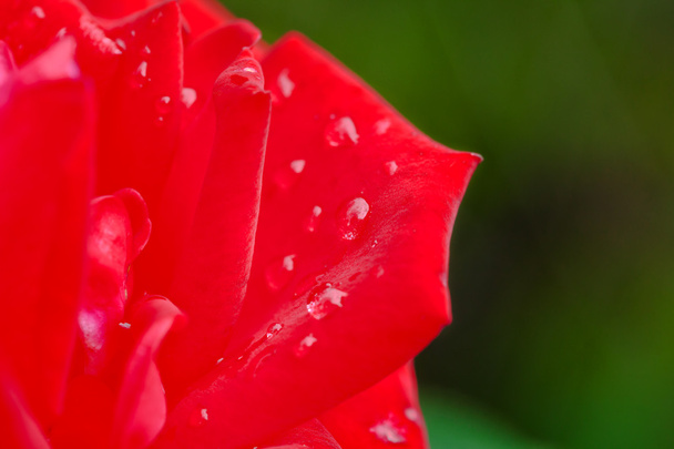 red rose flower with drops of early dew - Photo, image
