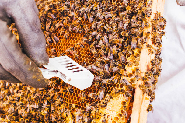 Uli pszczół pszczelarza w opiece nad pszczołami z plastrów miodowych i pszczół miodnych - Zdjęcie, obraz