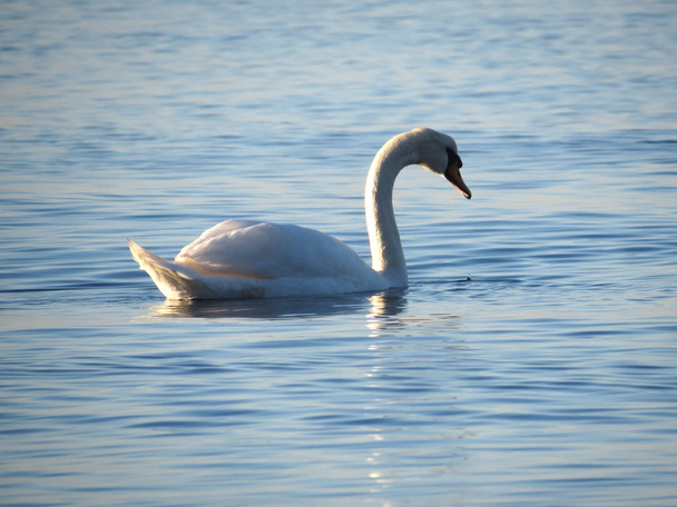 日没時に青い湖の水に白い白鳥の水泳、市内の池に白鳥、自然シリーズ - 写真・画像