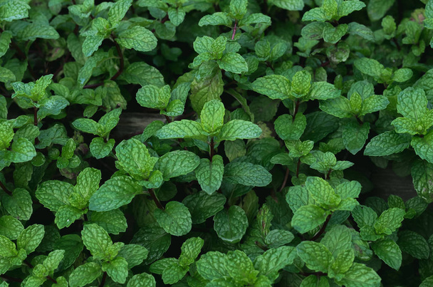 Peppermint leaves in garden. - Photo, Image