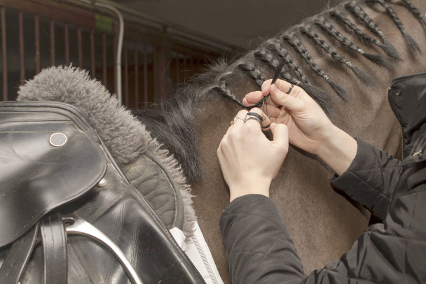Σέλωσε το άλογο πλεξούδα πριν από τον ανταγωνισμό - Φωτογραφία, εικόνα