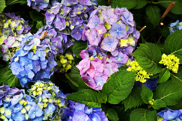 hortensia virágok textur - Fotó, kép