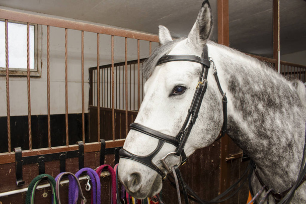 A gray-colored sports horse in a bridle and a martingale, stands on the aisle stables - Photo, Image