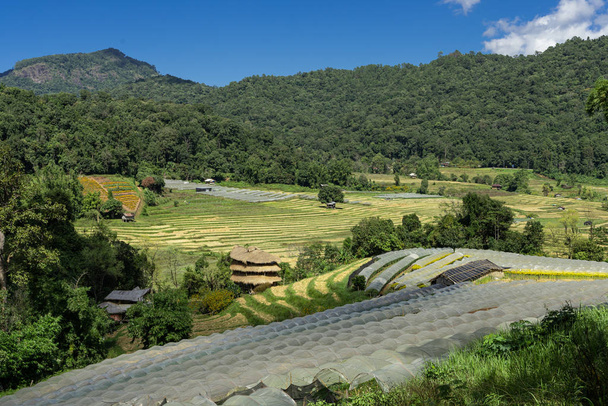 Terrazas con plantaciones en medio de un valle en el bosque en Tailandia - Foto, Imagen