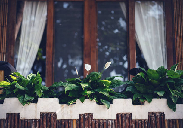 White callas grow on the terrace of a wooden house, closeup - Fotoğraf, Görsel
