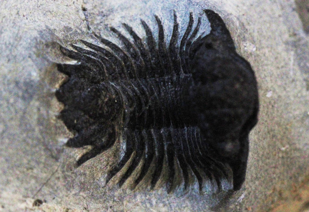 vecchio fossile di trilobite
  - Foto, immagini