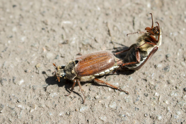 Пара жуков весной
 - Фото, изображение