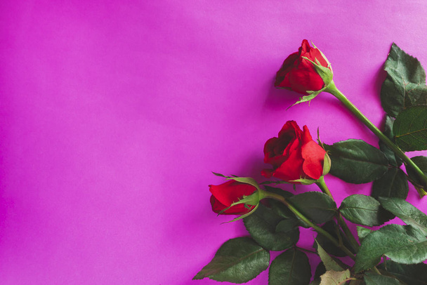Поняття Валентина. Червона троянда ізольована на фіолетовому або рожевому фоні.. - Фото, зображення