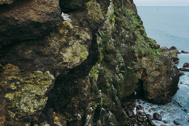 Gaviotas tranquilas en las rocas junto al Océano Atlántico. Paisajes islandeses coloridos
 - Foto, Imagen