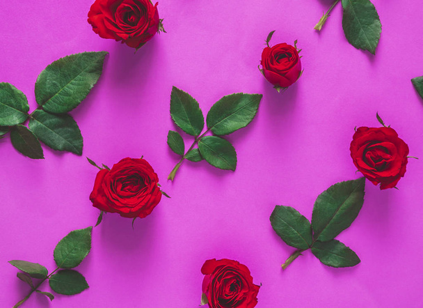 Koncepcja Walentynek. Czerwona róża izolowana na fioletowym lub różowym tle. - Zdjęcie, obraz