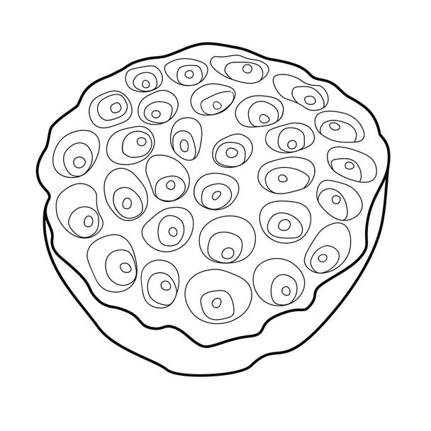 Black Lotus seed pods Isolated on White Background. Vector illustration.  - Вектор, зображення