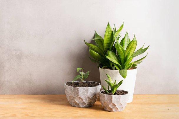 Home gardening landscaping. Various green plants in decorative gray pots on a wooden table. Copy space banner. - Photo, Image