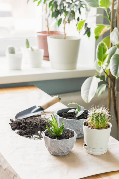 Tuinieren in huis. Het omzetten van verschillende groene planten cactus seculenten in potten. Verticaal frame. - Foto, afbeelding