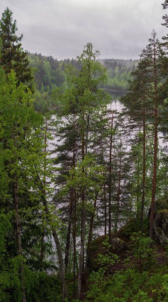 Forest lake shore landscape . Summer forest lake shore panorama. Forest lake shore view - Foto, Imagen
